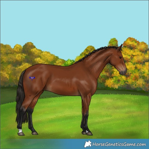 Horse Color:Gray Bay