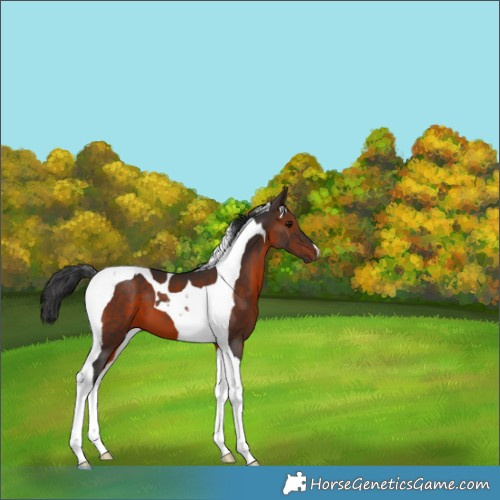 Horse Color:Brown Tobiano 