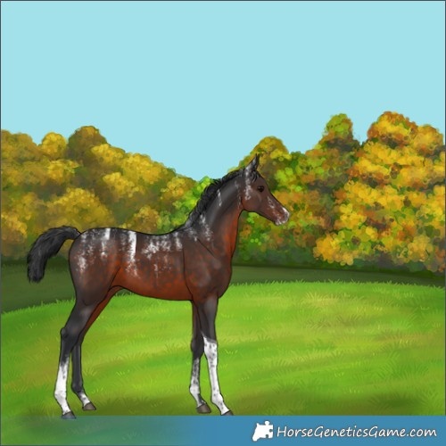 Horse Color:Powder White Brown Tobiano 