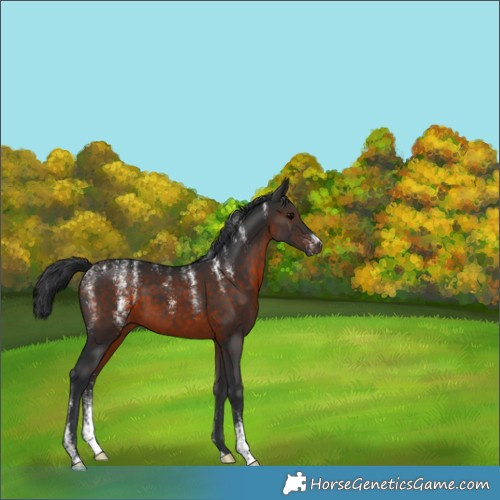 Horse Color:Powder White Brown 