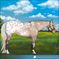 Horse Color:White Spotted Silver Bay Dun Blanket Rabicano 