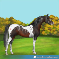 Horse Color:Powder White Brown Tobiano 