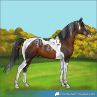 Horse Color:Powder White Brown Tobiano