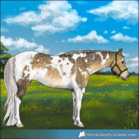Horse Color:White Spotted Silver Buckskin Dun Tobiano Rabicano