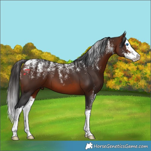 Horse Color:Powder White Bay Splash 