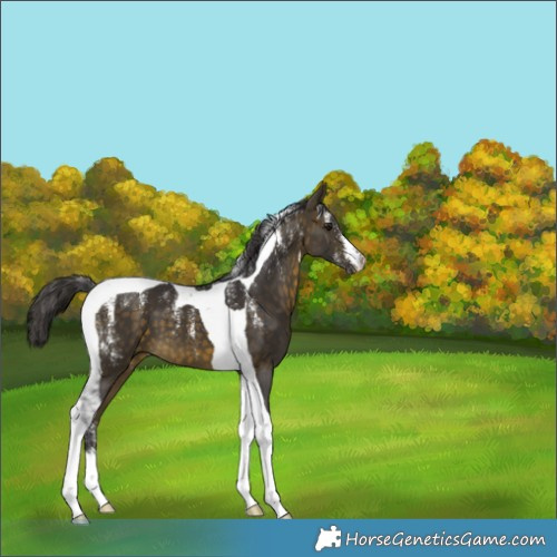 Horse Color:Powder White Buckskin Tobiano 