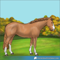 Horse Color:Chestnut 