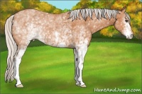 Horse Color:White Spotted Silver Bay 