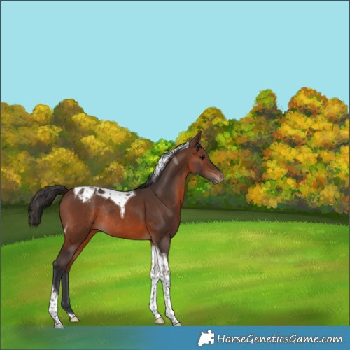 Horse Color:Brown Tobiano Appaloosa Rabicano 
