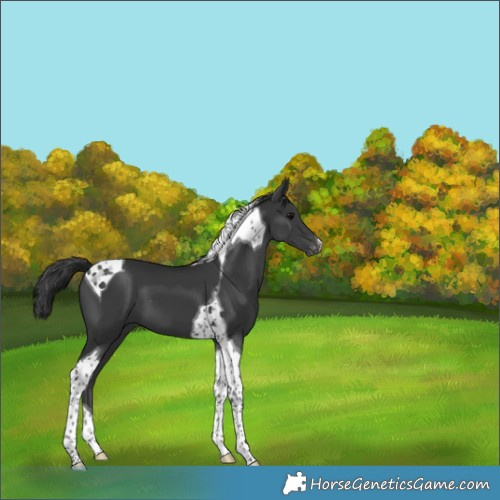 Horse Color:Black Tobiano Appaloosa 