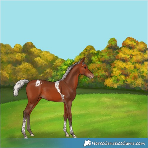 Horse Color:Silver Brown Tobiano Varnish Rabicano 