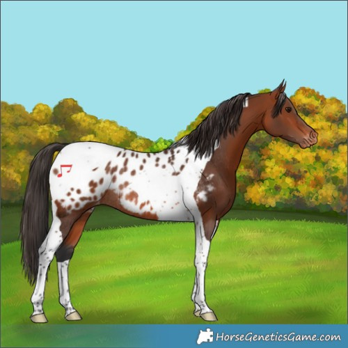 Horse Color:Bay Tobiano Appaloosa Rabicano 