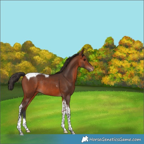 Horse Color:Bay Tobiano Varnish Rabicano 