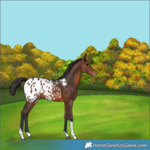 Horse Color:Brown Tobiano Appaloosa 