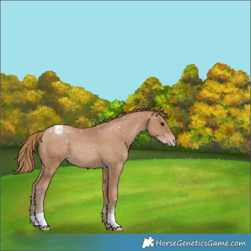 Horse Color:Black Pearl Appaloosa 