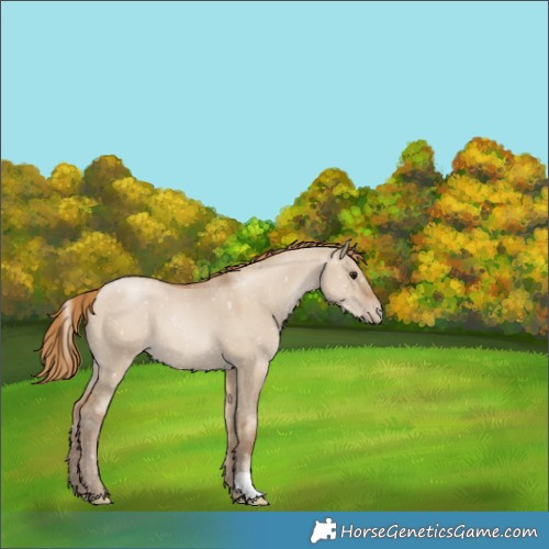 Horse Color:Grullo Pearl Appaloosa 