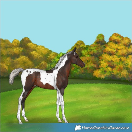 Horse Color:Silver Brown Tobiano Rabicano 