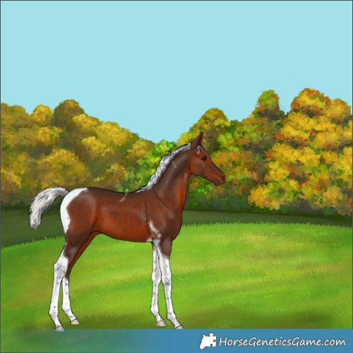 Horse Color:Silver Brown Tobiano 