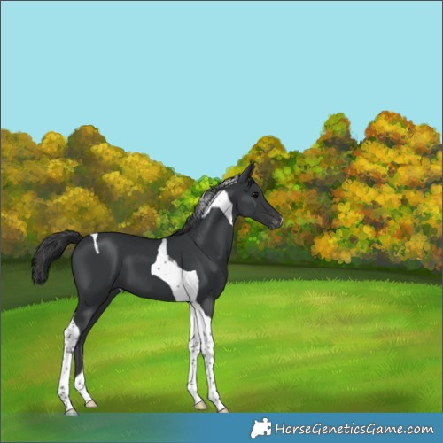 Horse Color:Black Tobiano Appaloosa 