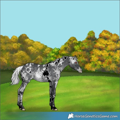 Horse Color:White Spotted Silver Black Chinchilla Ice 