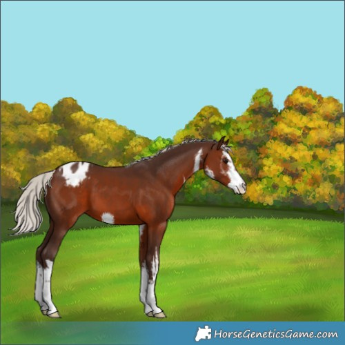 Horse Color:White Spotted Silver Brown Appaloosa 