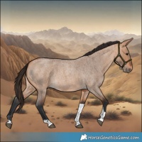 Horse Color:Bay Roan Dun Tobiano 