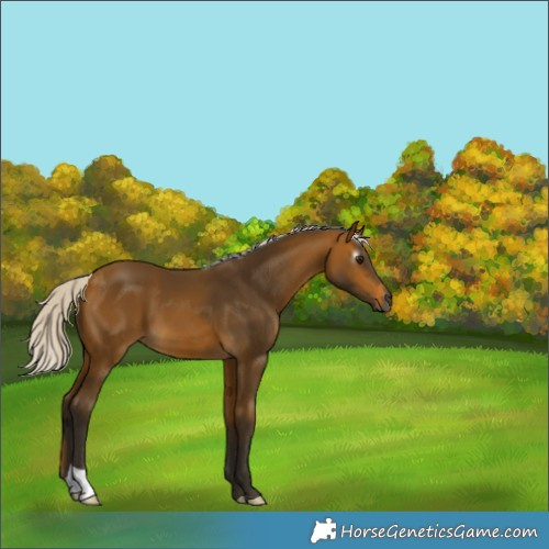 Horse Color:Gray Silver Buckskin