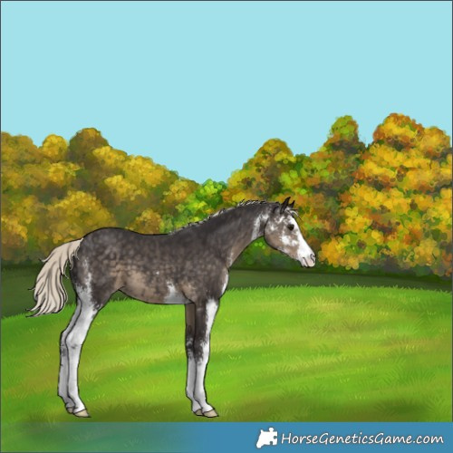 Horse Color:Silver Smoky Black Sabino Appaloosa 