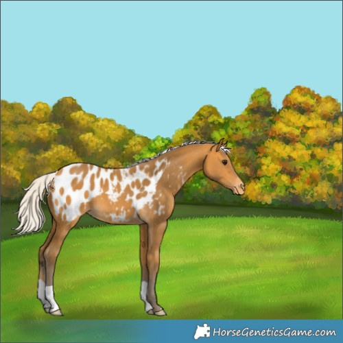 Horse Color:Silver Buckskin Appaloosa 