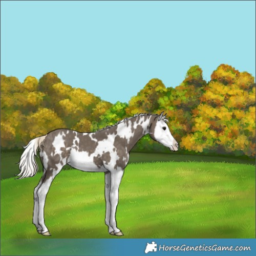 Horse Color:White Spotted Silver Smoky Black Splash Appaloosa