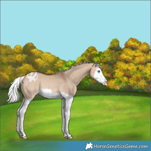 Horse Color:Silver Brown Dun Splash Appaloosa Rabicano