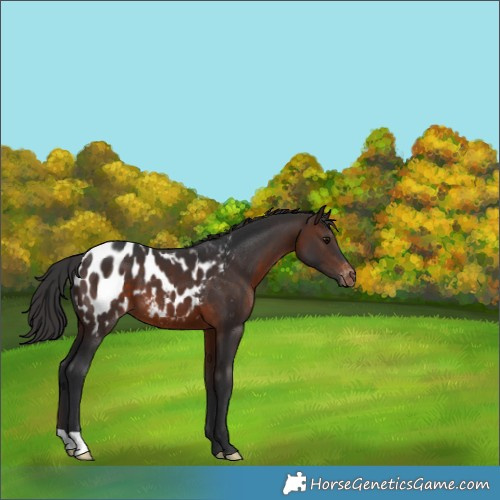 Horse Color:Brown Appaloosa 