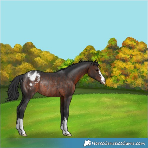 Horse Color:Brown Appaloosa Rabicano
