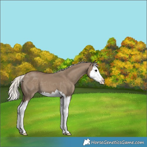 Horse Color:Silver Smoky Grullo Splash