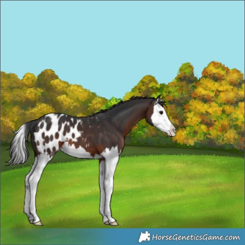 Horse Color:Brown Splash Appaloosa 