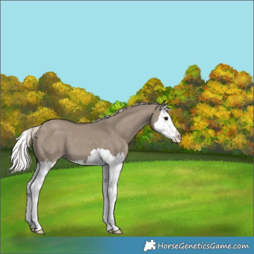 Horse Color:Silver Smoky Grullo Splash 