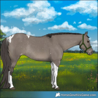 Horse Color:Smoky Grullo Tobiano Appaloosa Rabicano