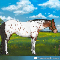 Horse Color:Bay Tobiano Near Leopard 
