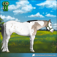Horse Color:Bay Dun Splash Tobiano Appaloosa Rabicano