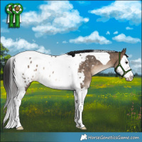 Horse Color:Bay Dun Splash Tobiano Near Leopard Rabicano 