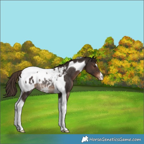 Horse Color:Liver Chestnut Tobiano Appaloosa Rabicano