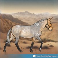 Horse Color:White Spotted Silver Buckskin Roan