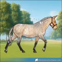 Horse Color:White Spotted Silver Buckskin Roan