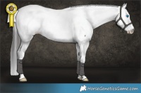 Horse Color:White Spotted Grullo Splash Tobiano Near Fewspot 