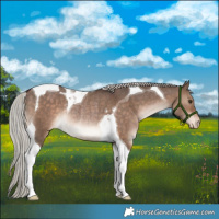 Horse Color:Silver Brown Dun Tobiano Varnish Rabicano 
