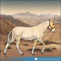 Horse Color:Palomino Roan 