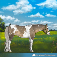 Horse Color:White Spotted Silver Smoky Grullo Splash Tobiano Appaloosa Rabicano 