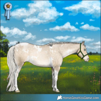 Horse Color:White Spotted Silver Buckskin Pearl Tobiano Appaloosa