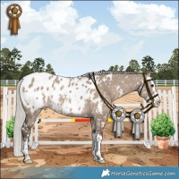 Horse Color:White Spotted Silver Grullo Splash Appaloosa Rabicano