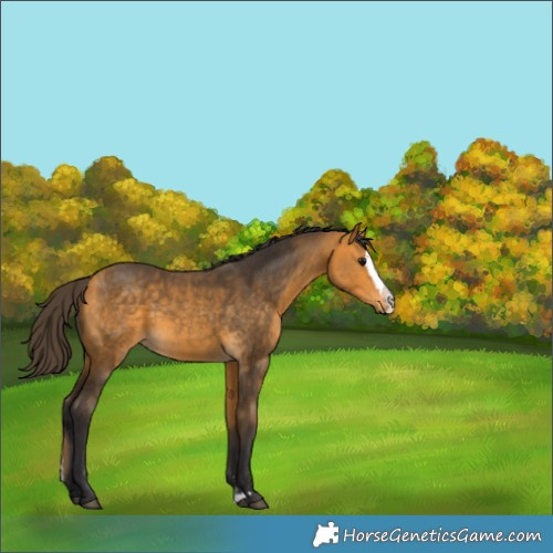 Horse Color:Buckskin Splash Rabicano 